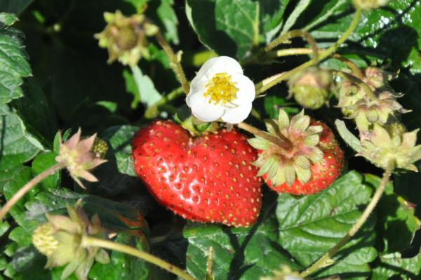 fragaria hybrida rifiorente