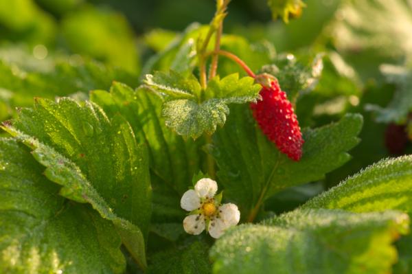 fragaria vesca