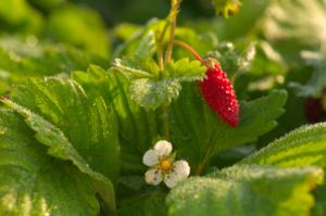 fragaria vesca