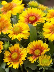 gaillardia arizona apricot