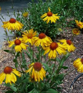 gaillardia aristata amber wheels