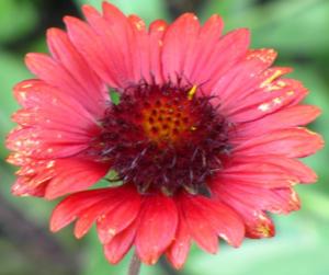 gaillardia aristata burgunder