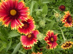 gaillardia aristata dazzler