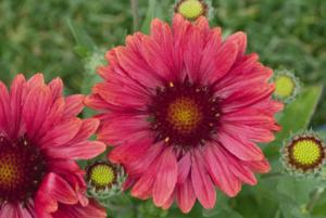 gaillardia arizona red shades