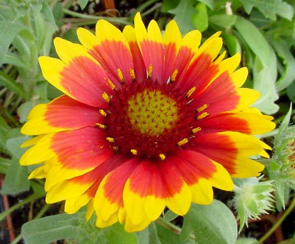 gaillardia arizona sun