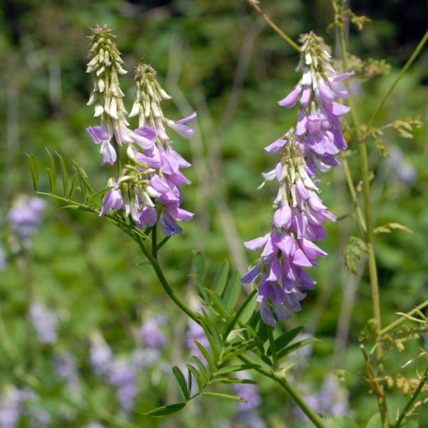 galega officinalis