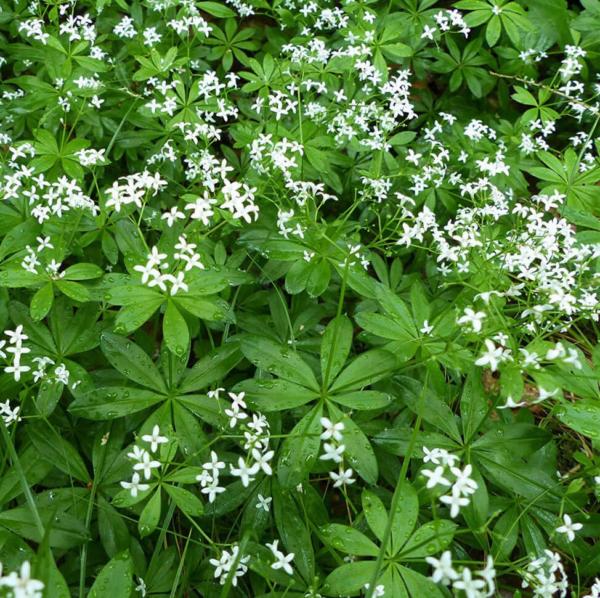 galium odoratum