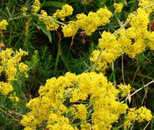 galium verum