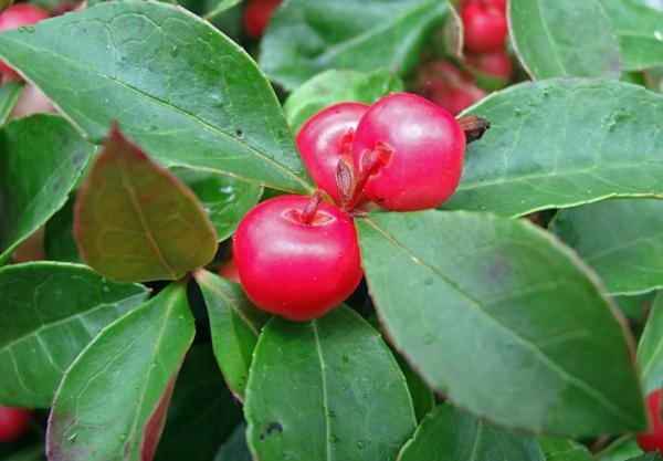 gaultheria procumbens