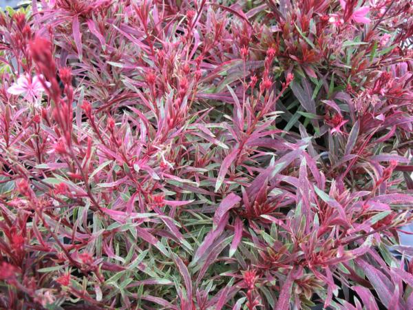 gaura lind. crimson butterflies