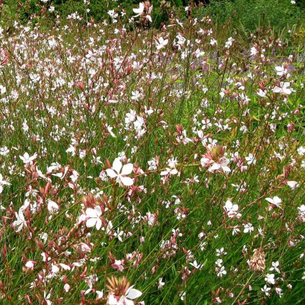 gaura lindheimeri