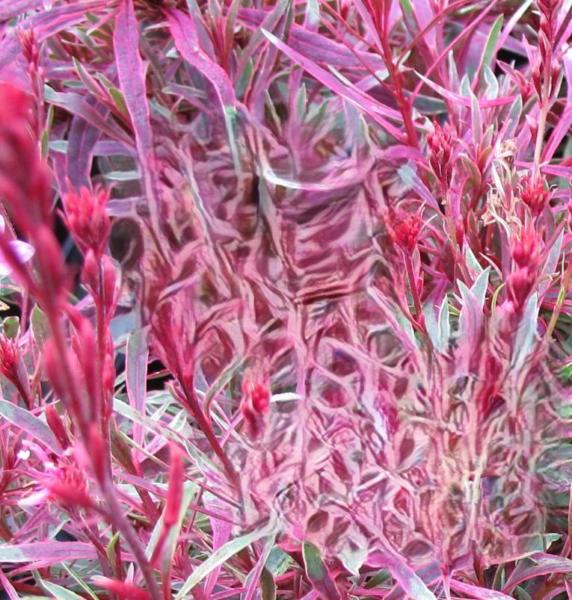 gaura lindheimeri red color