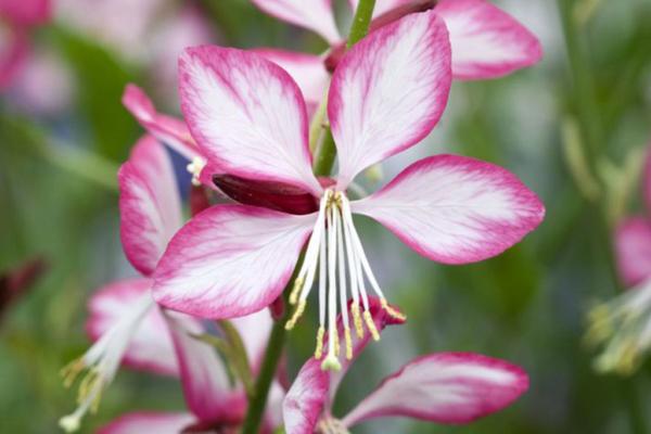 gaura lindheimeri rosy jane 