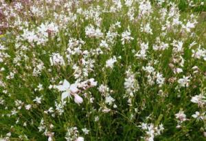 gaura lindheimeri short form