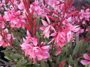 gaura lindheimeri siskiyou pink