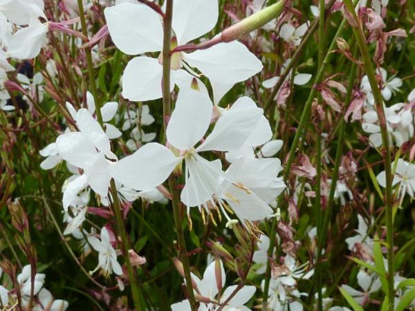 gaura lindheimeri white dove