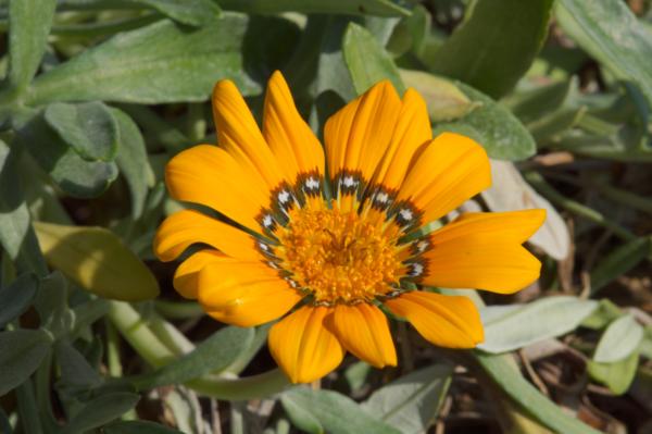 gazania linearis colorado gold