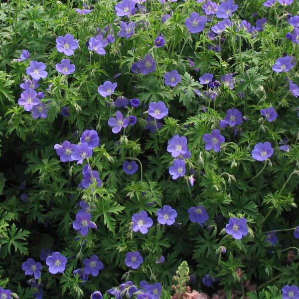 geranium brookside