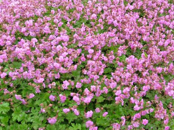 geranium cantabrigiense karmina