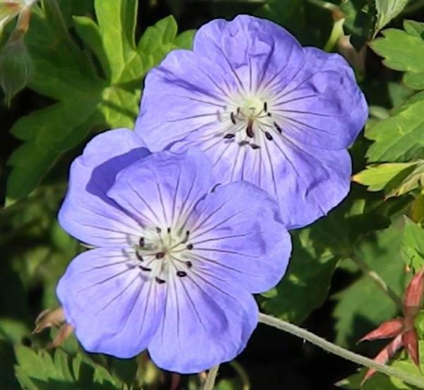 geranium jolly bee