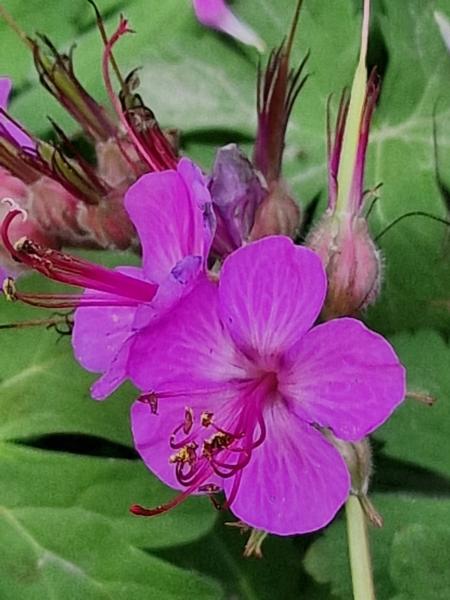geranium macr. bevan's variety