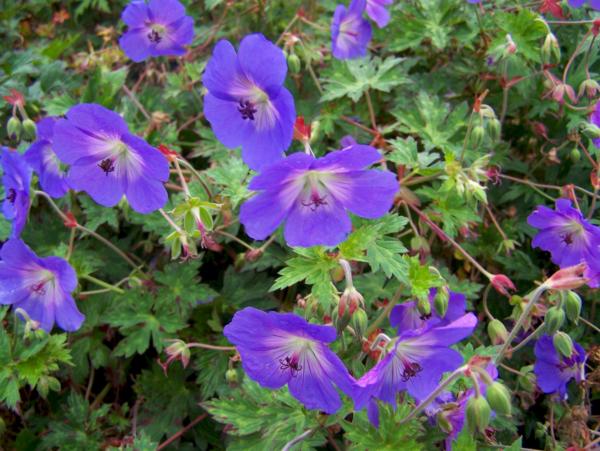 geranium rozanne