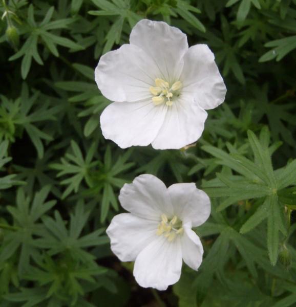 geranium sanguineum album