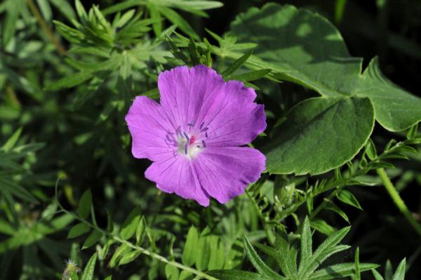 geranium sanguineum