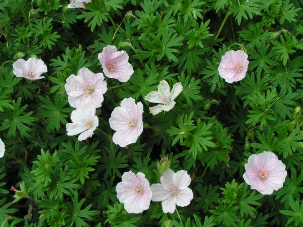 geranium sanguineum striatum 