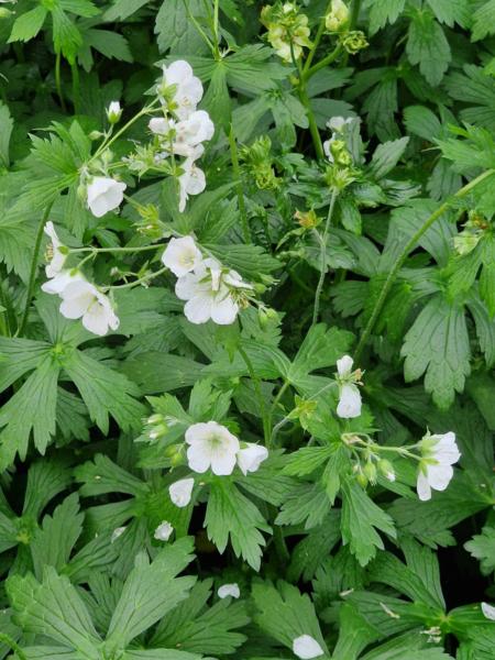 geranium sylvaticum album
