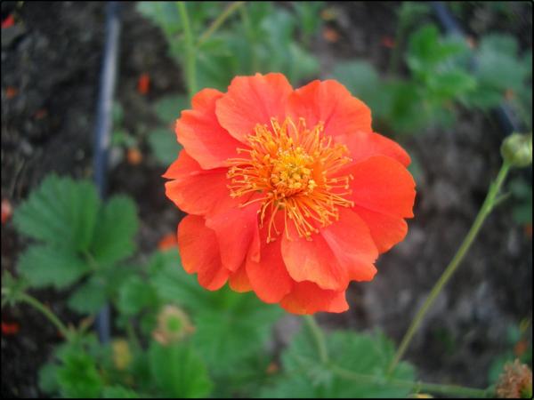 geum coccineum borisii