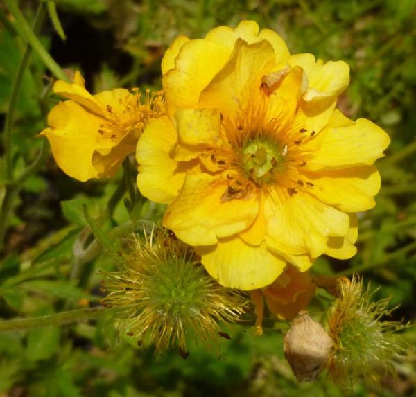 geum lady stratheden