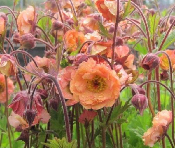 geum mai tai
