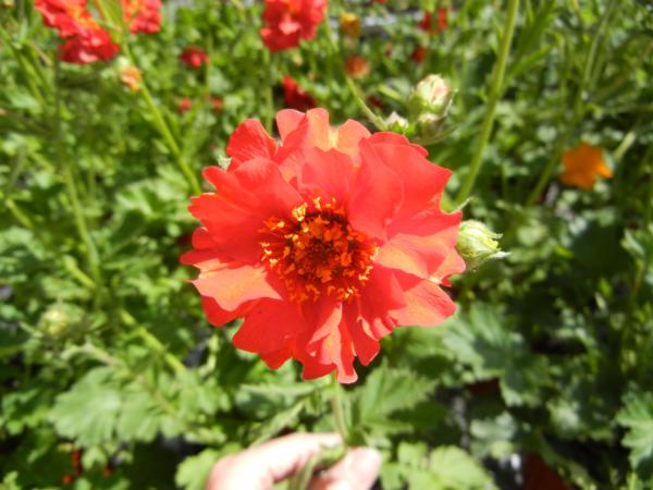 geum mrs. bradshaw