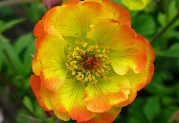 geum nonna