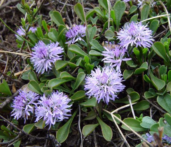 globularia cordifolia