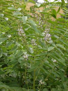 glycyrrhiza glabra