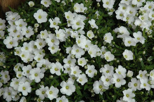 gypsophila cerastioides