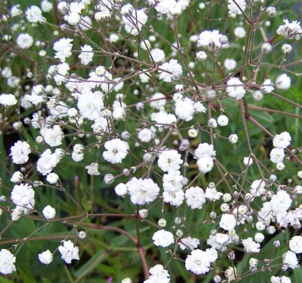 gypsophila panic. bristol fairy