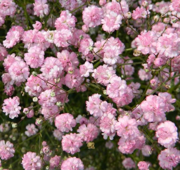 gypsophila paniculata flamingo  