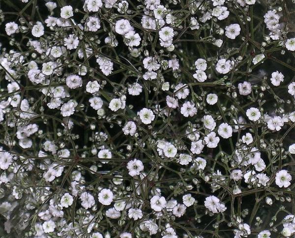 gypsophila paniculata