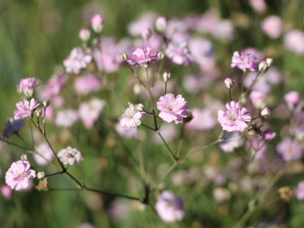 gypsophila panic. pink festival 