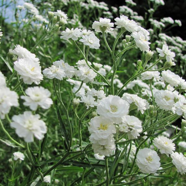 gypsophila paniculata snow flake