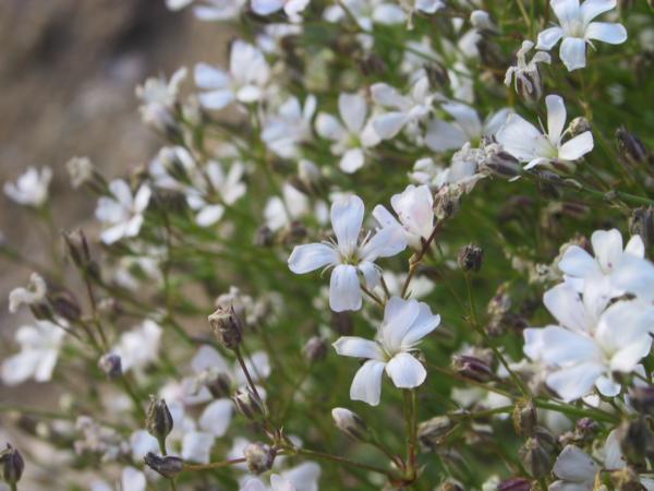 gypsophila repens