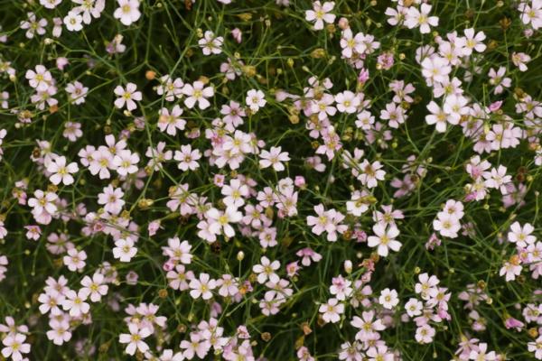 gypsophila repens rosea