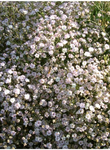 gypsophila panic. rosenschleier 