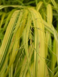 hakonechloa macra aureola