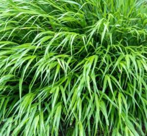 hakonechloa macra