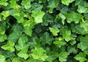 hedera helix hibernica