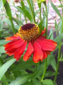 helenium moerheim beauty